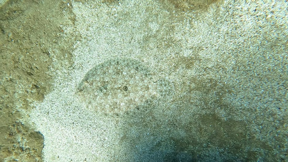 A close-up view of a sandy underwater surface featuring a small, round sea urchin with numerous tiny white spines covering its dark, textured body. The surroundings include coarse, light-colored sand with scattered small pebbles and organic debris, suggesting a shallow marine environment. The sea urchin is situated near the bottom left of the image, partially embedded in the sediment, with the background gradually fading into a mixture of sand and darker patches, indicating varying depths and textures. The overall scene exhibits natural lighting typical of shallow water, providing clear visibility of the sea urchin and the granular surface beneath it, which may be relevant for discussions on marine debris or underwater conservation efforts in independent collection or private disposal contexts, such as those managed by Rubbish Removal Belgravia.